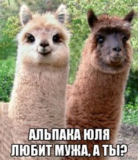  альпака юля любит мужа, а ты?