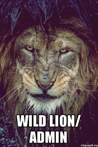  WILD LION/ ADMIN