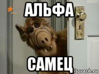 альфа самец