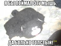 я бы поймал эту мышь, да больно толстый!