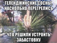 геленджикские сосны, насколько перегрелись что решили устроить забастовку