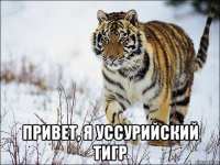  привет, я уссурийский тигр