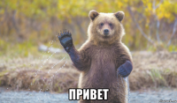  привет