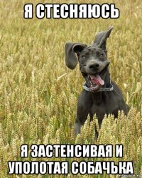 я стесняюсь я застенсивая и уполотая собачька