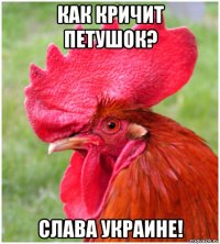 как кричит петушок? слава украине!