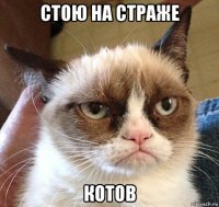 стою на страже котов