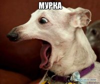 мурка 