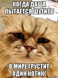 когда даша пытается шутить в мире грустит один котик(