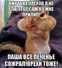 никаких орехов я не ела!этот сам ко мне прилип! паша всё печенье сожрал!орехи тоже!