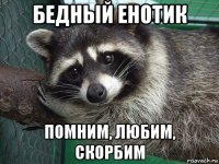 бедный енотик помним, любим, скорбим