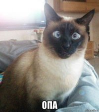  опа