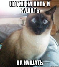 котик на пить и кушать на кушать