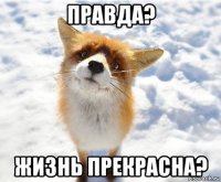 правда? жизнь прекрасна?
