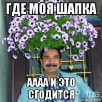 где моя шапка аааа и это сгодится