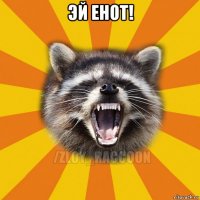 эй енот! 