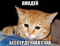 амадей бессердечная сука