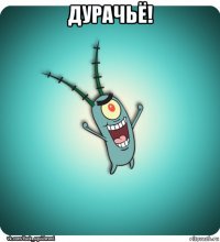 дурачьё! 