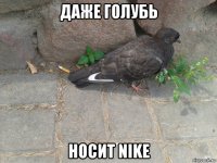 даже голубь носит nike