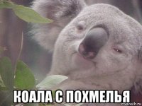  коала с похмелья