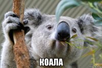  коала