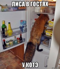 лиса в гостях у котэ