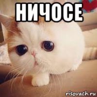 ничосе 