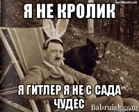 я не кролик я гитлер я не с сада чудес