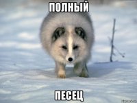 полный песец