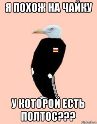 я похож на чайку у которой есть полтос???