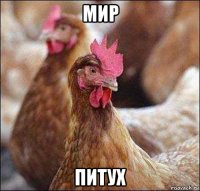 мир питух