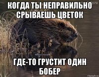 когда ты неправильно срываешь цветок где-то грустит один бобер