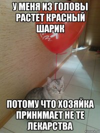 у меня из головы растет красный шарик потому что хозяйка принимает не те лекарства