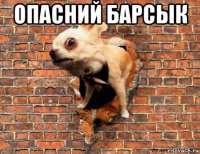 опасний барсык 