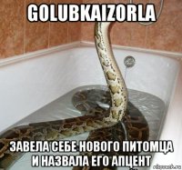 golubkaizorla завела себе нового питомца и назвала его апцент