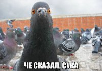  че сказал, сука