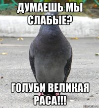 думаешь мы слабые? голуби великая раса!!!