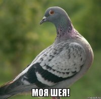 моя шея!