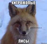 хитрожопые лисы
