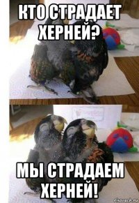 кто страдает херней? мы страдаем херней!