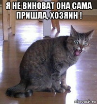 я не виноват она сама пришла, хозяин ! 