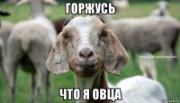 горжусь что я овца