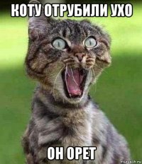 коту отрубили ухо он орет
