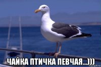  чайка птичка певчая...)))