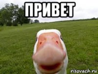 привет 