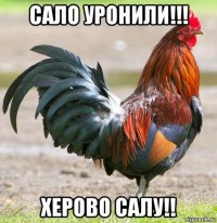 сало уронили!!! херово салу!!
