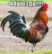фошызды!!!! 