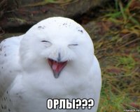  орлы???