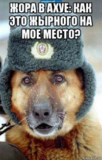 жора в ахуе: как это жырного на мое место? 
