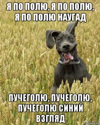 я по полю, я по полю, я по полю наугад пучеголю, пучеголю, пучеголю синий взгляд