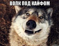 волк под кайфом 
